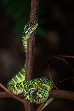green snake on a tree