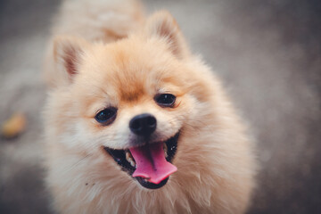 puppy pomeranian dog cute pets
