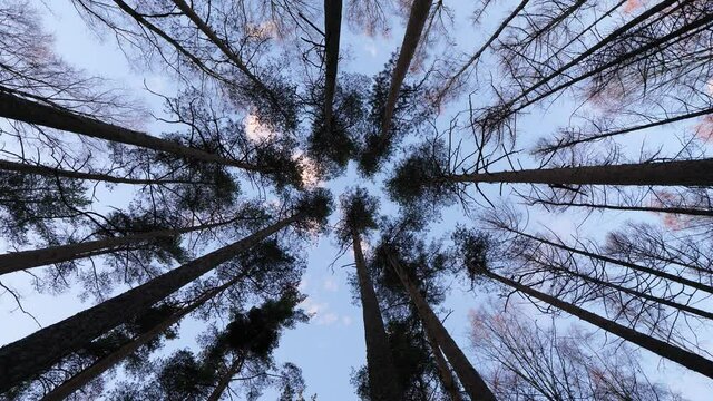 Tall pine trees at sparse forest, straight bottom-up perspective of trunks from ground. Blue sky with light white clouds seen through dark crowns