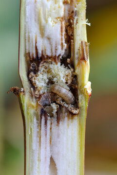 Caterpillar Of The European Corn Borer Or Borer Or High-flyer (Ostrinia Nubilalis) On Corn Stalk. It Is A Moth Of The Family Crambidae. It Is A One Of Most Important Pest Of Maize Crops.