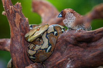 snake in the tree