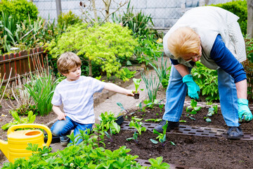 Cute little preschool kid boy and grandmother planting green salad in spring. Happy blond child and...