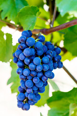 Blue Grapes ready to harvest made by a vintner in an established winery. Famous vineyards in Italy, Tuscany. Making of delicious red wine.
