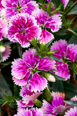 A lush blooming beautiful dianthus flower