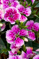 Obraz premium A lush blooming beautiful dianthus flower