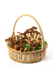 Brown beech mushrooms or Shimeji mushroom in wicker basket with moss isolated on white background with clipping path