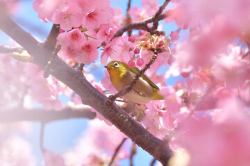 河津桜とメジロ