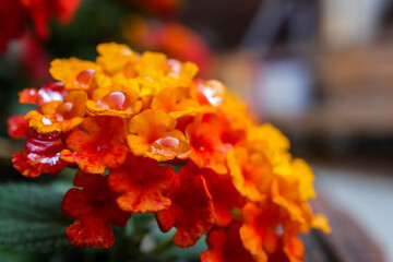 Beautiful water drop on a orange flower.