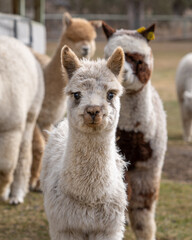 Alpacas on a Farm