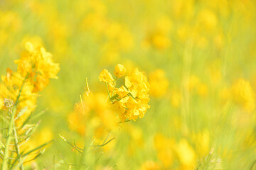 早春の菜の花