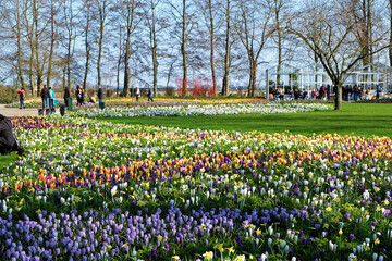 'KEUKENHOF' (Garden of Europe), one of the world's largest flower gardens in South Holland- Netherlands