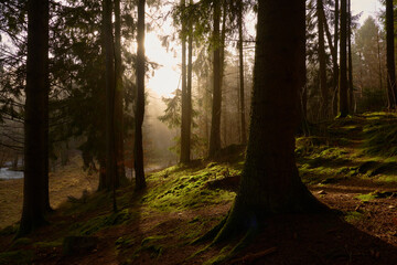 Obraz premium Mist in morning light creating a mystic atmosphere and shadows in a forest of firs, pine trees and moss.