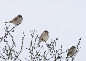 The house sparrow (Passer domesticus) is a bird of the sparrow family Passeridae, found in most parts of the world.
