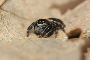 Salticido sobre hojas muertas