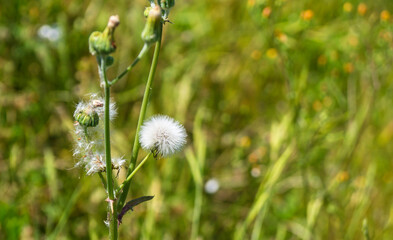 Dandelion flower growing wild in the field
