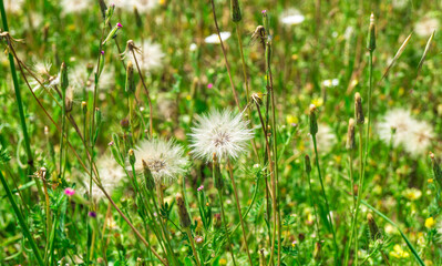 Dandelion flower growing wild in the field
