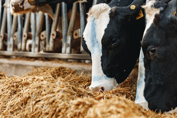 Cows standing in a stall and eating hay