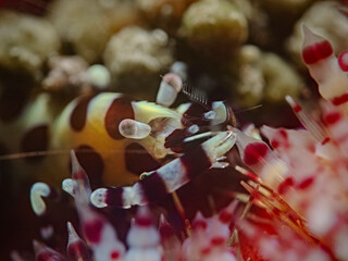 Coleman Shrimp, Feuerseeigel Garnele (Periclimenes colemani) 