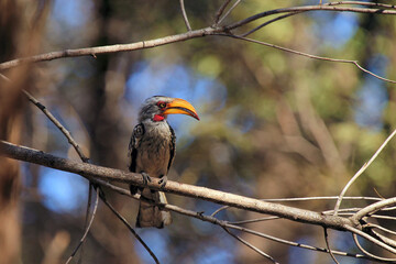 The southern yellow-billed hornbill (Tockus leucomelas) on a branch with a colored background. Black and white hornbill with a yellow beak on a thin branch.
