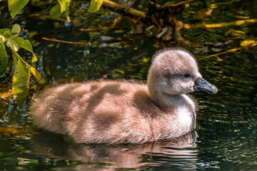 a family of swans on a pond