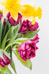 Spring flowers violet tulips and white narcissus