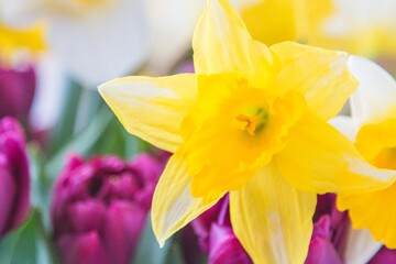 Spring flowers violet tulips and white narcissus