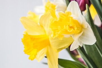 Spring flowers violet tulips and white narcissus