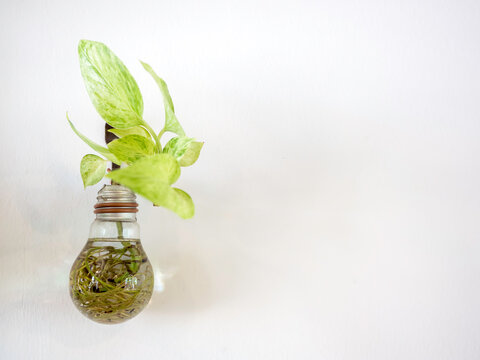 Green Plant Grow In Light Bulb Water Vase.