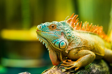 Iguana on a tree trunk 