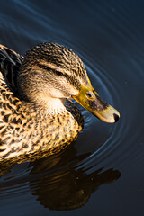 Female Mallard Duck