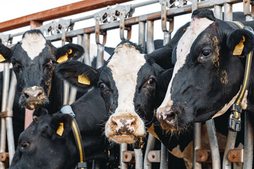 Black and white spotty cows on a farm