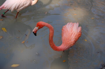 Pink flamingo & Red flamingo