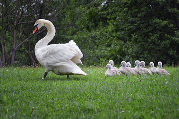 A swan with cubs on the grass