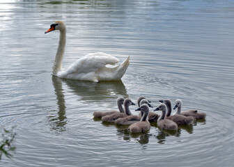 A swan with cubs in the water