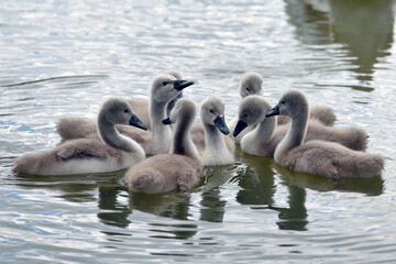 Swan cubs in the water