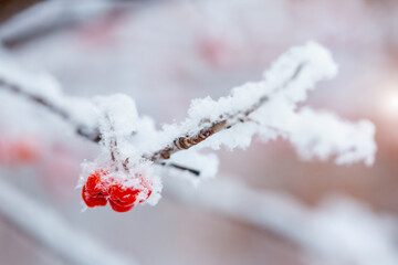 Red rawanberry covered with snow in winter day
