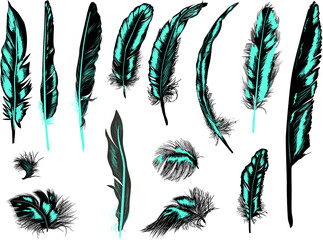 fourteen black and cyan feathers isolated on white