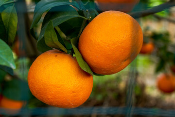 Two ripe oranges close-up on the tree