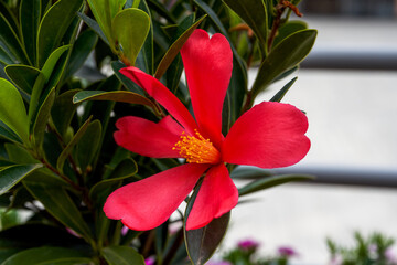 Close-up of beautiful camellia blooming in the flowers
