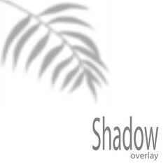 Fototapeta na wymiar Gray leaf shadow on white background. Vector illustration.