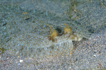 flounder fish in philippines sea