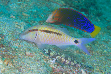 three tropical fish