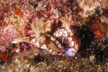 a pair of sea slugs