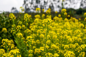 Golden lush blooming rapeseed, bees are collecting nectar