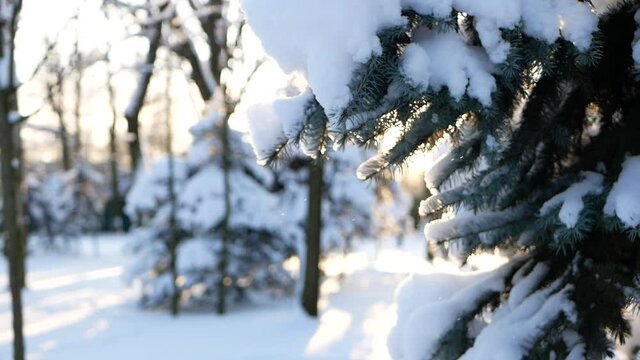 Winter forest - fluffy snow on the branches of coniferous trees. Sunset in the winter forest during a snowfall.