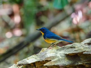 Large Blue Flycatcher in the public nation park at South of Thailand