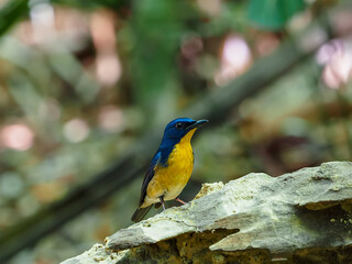 Large Blue Flycatcher in the public nation park at South of Thailand