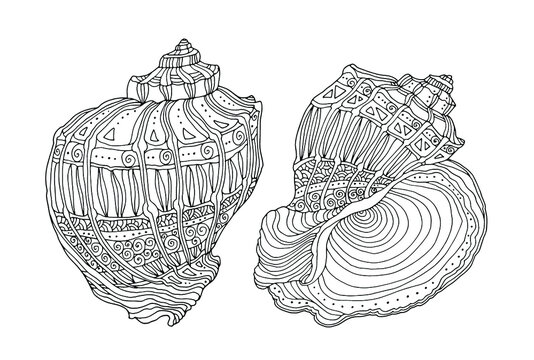 Sea shell isolated. Seashells clipart set. Vector illustration. Zentangle, zen art. Coloring book page for adult. Hand drawn artwork. Black and white. Bohemian ethnic concept