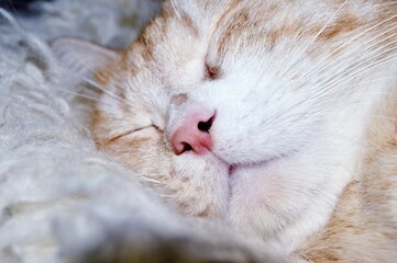 Portrait of an adorable young ginger sleeping cat