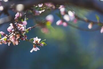 Blossom tree